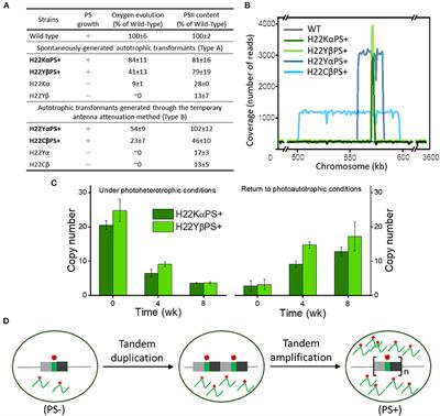 New Structural and Mechanistic Insights Into Functional Roles of Cytochrome b559 in Photosystem II